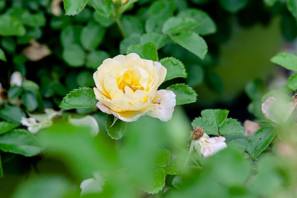 Popcorn Drift Rose Bush U207240