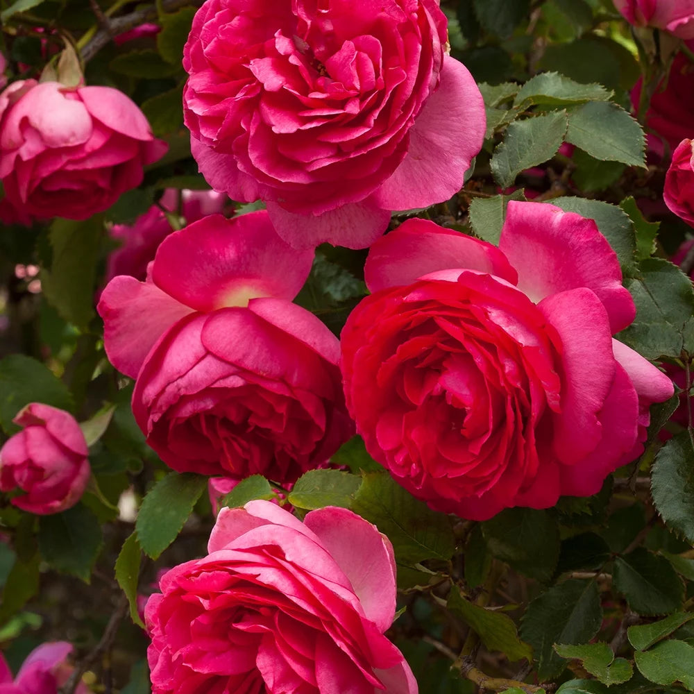 Live Climbing Rose Plant V51599