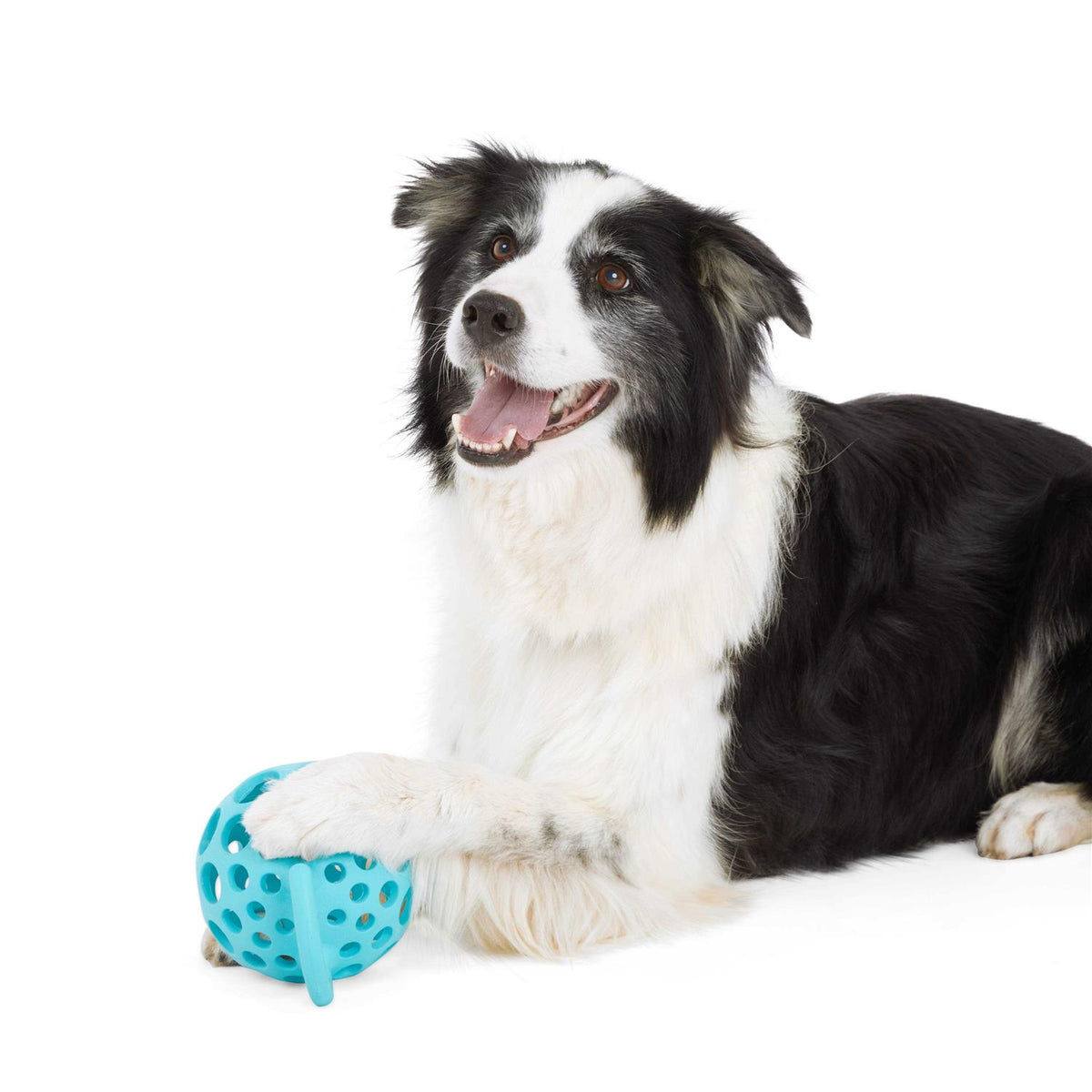 Cage Ball with Handle Dog Toy T640355