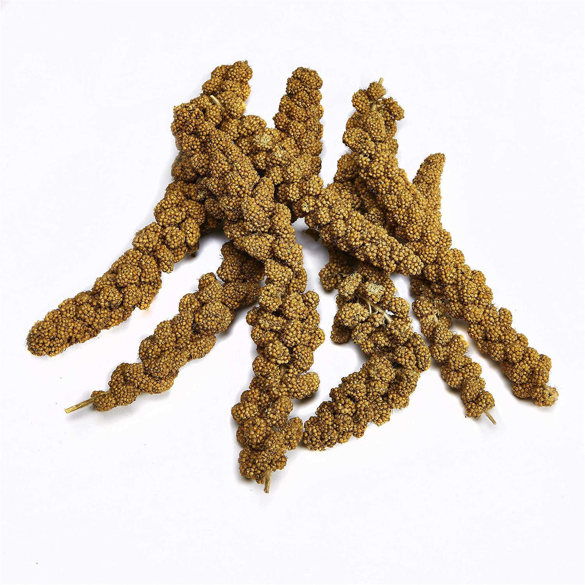 Spray Millet X94353