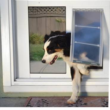 White Cat Door V62157