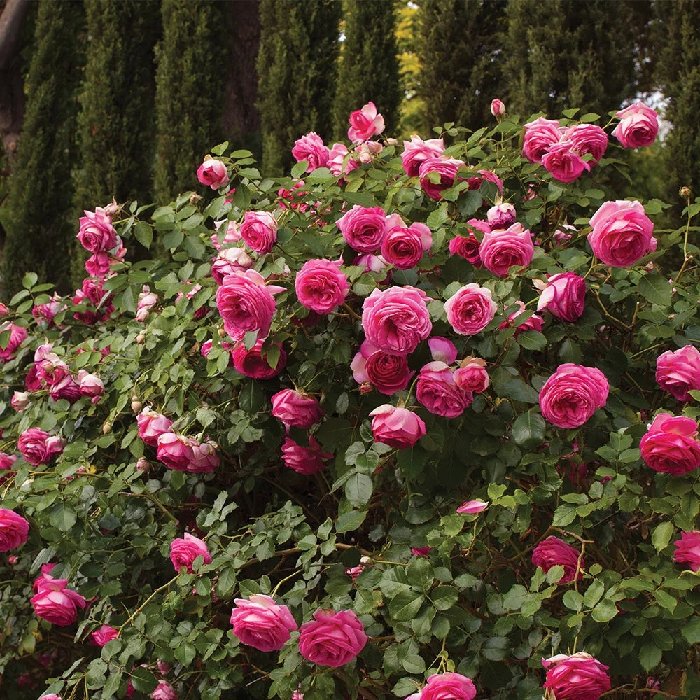 Live Climbing Rose Plant V51599