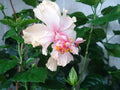 White Tropical Hibiscus Starter Plant S344