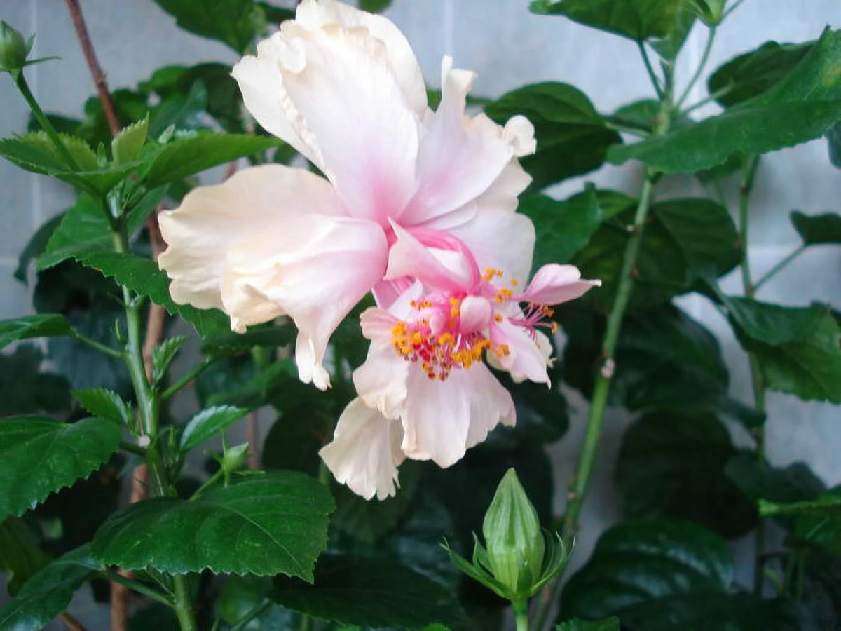 White Tropical Hibiscus Starter Plant S344