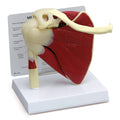 Muscled Shoulder Model U9654
