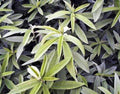 25 lbs Raw Hemp Seed R1282