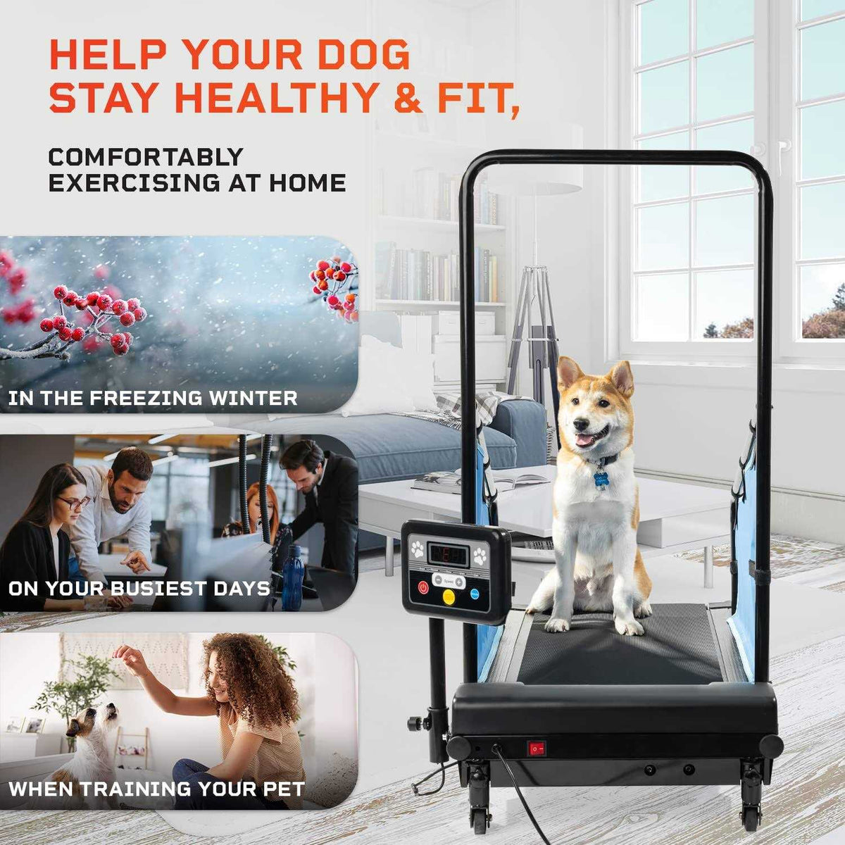 Dog Treadmill T3867