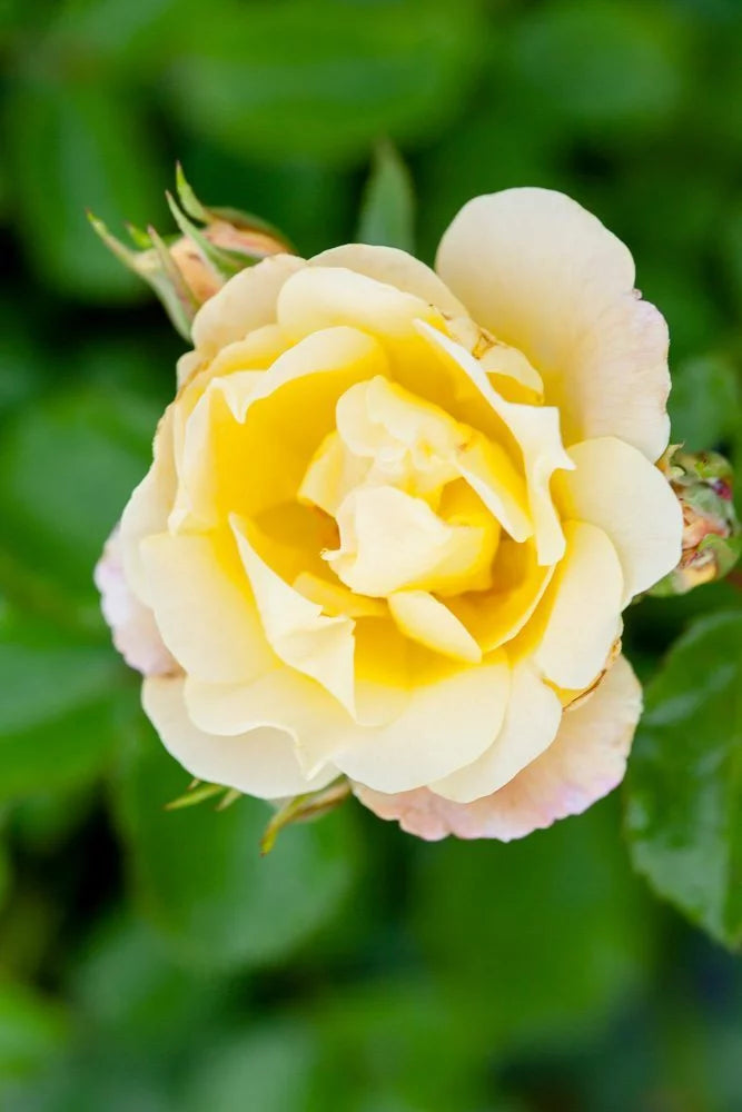 Popcorn Drift Rose Bush U207240