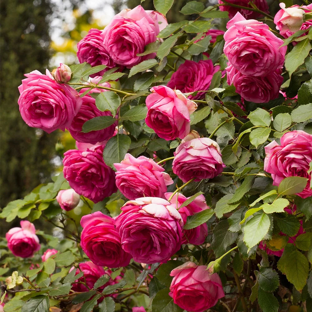 Live Climbing Rose Plant V51599