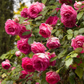 Live Climbing Rose Plant V51599