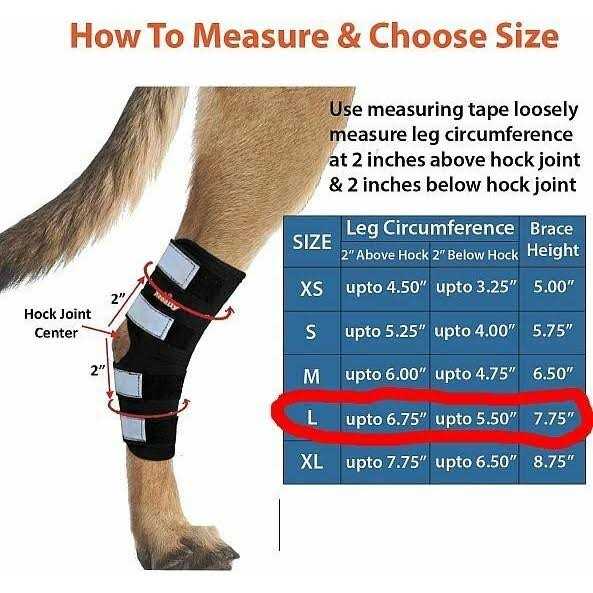 Dog Hind Leg Brace with Reflective Straps Q824728