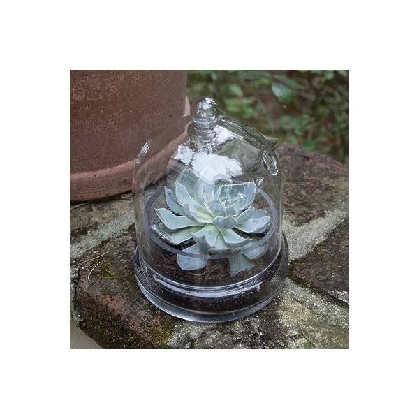 Mini Greenhouse Terrarium Cloche X356389
