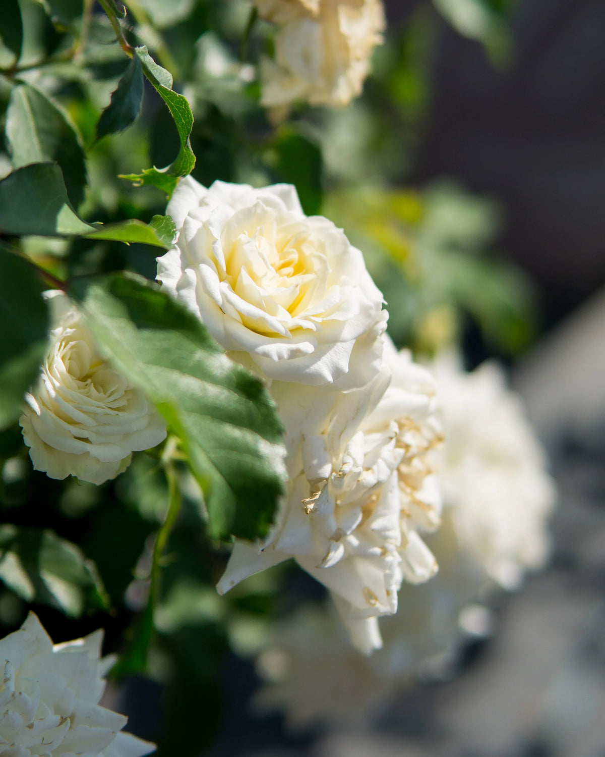 Popcorn Drift Rose Bush U207240