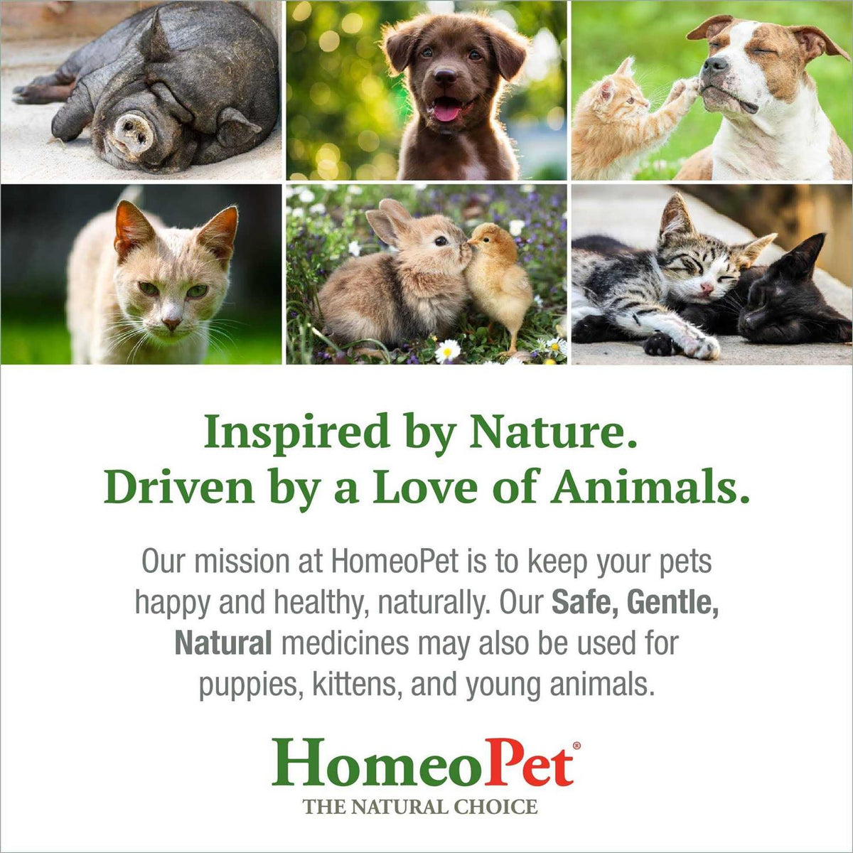 Feline UTI+ Pet Supplies T46253
