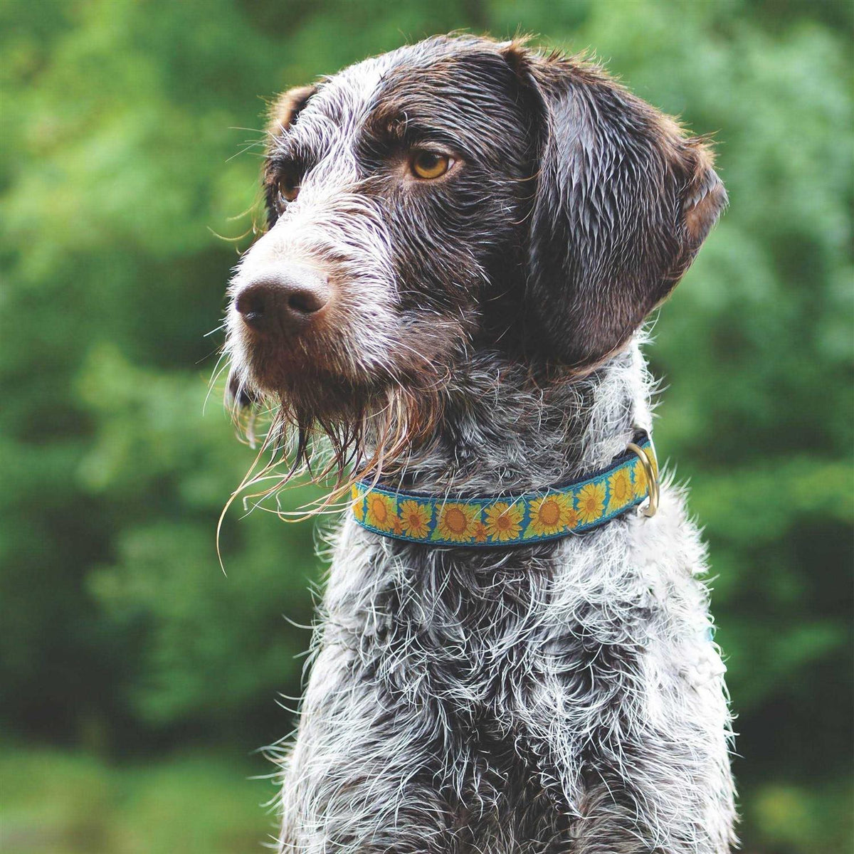 Sunflower Dog Collar W657149