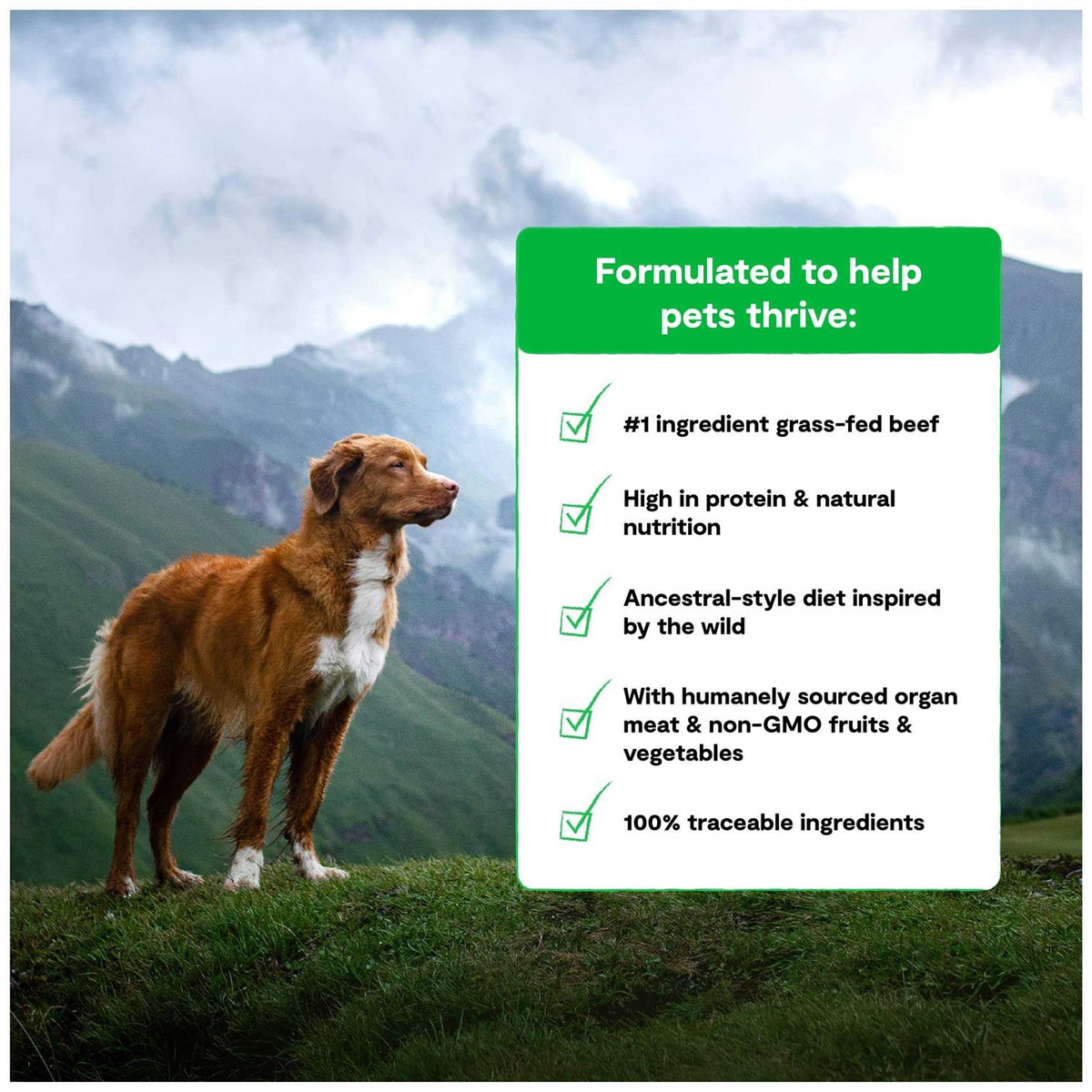 Grain Free Dog Food I920