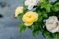 Popcorn Drift Rose Bush U207240